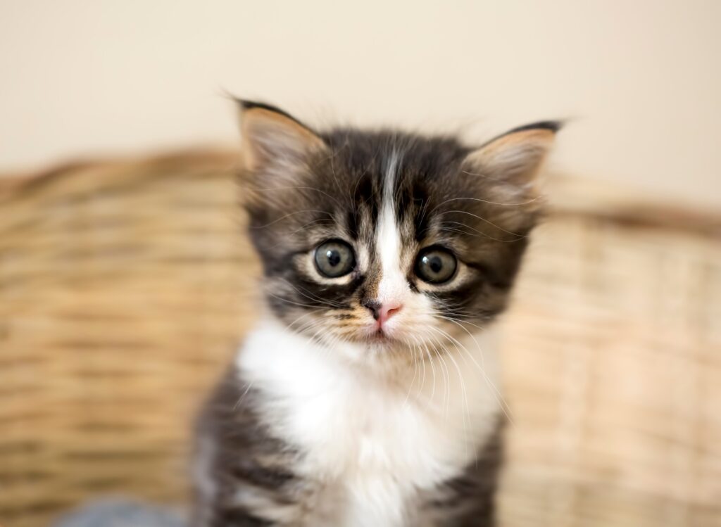 Chat mignon face à la caméra