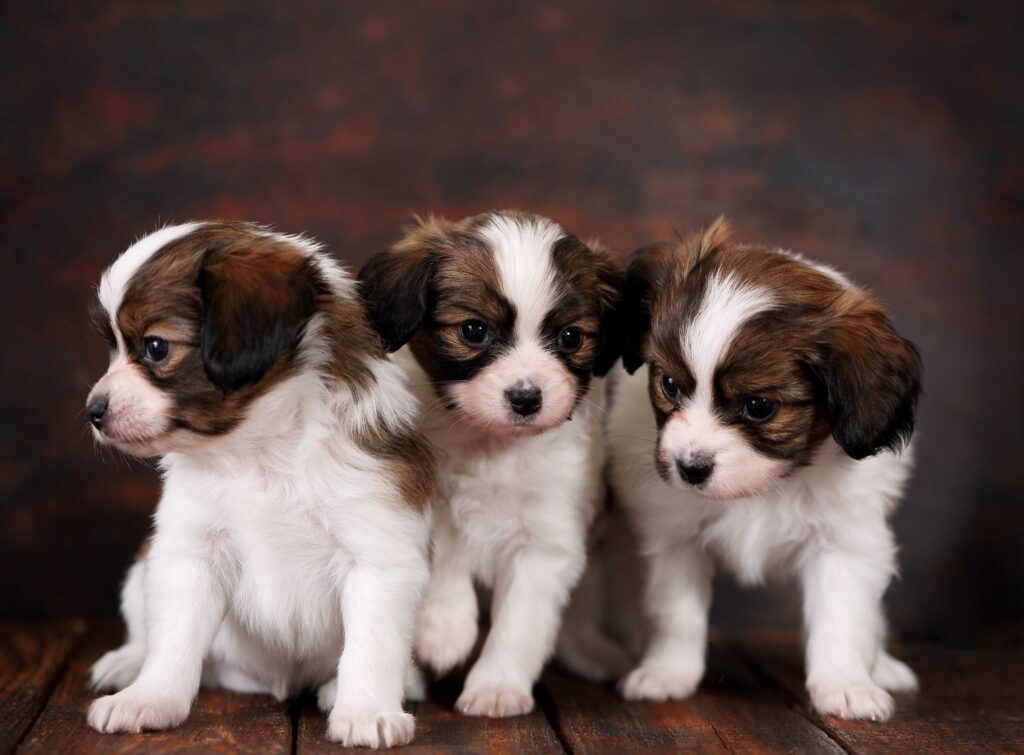 Trois petits chiots marrons et blancs